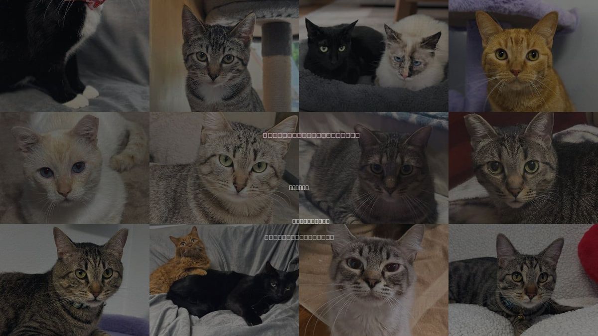Cats for Adoption in Perris, California