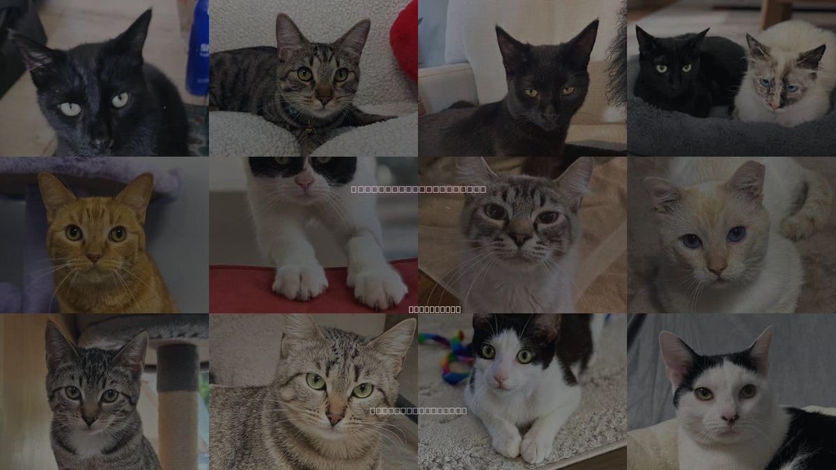 Cats for Adoption in Perris, California