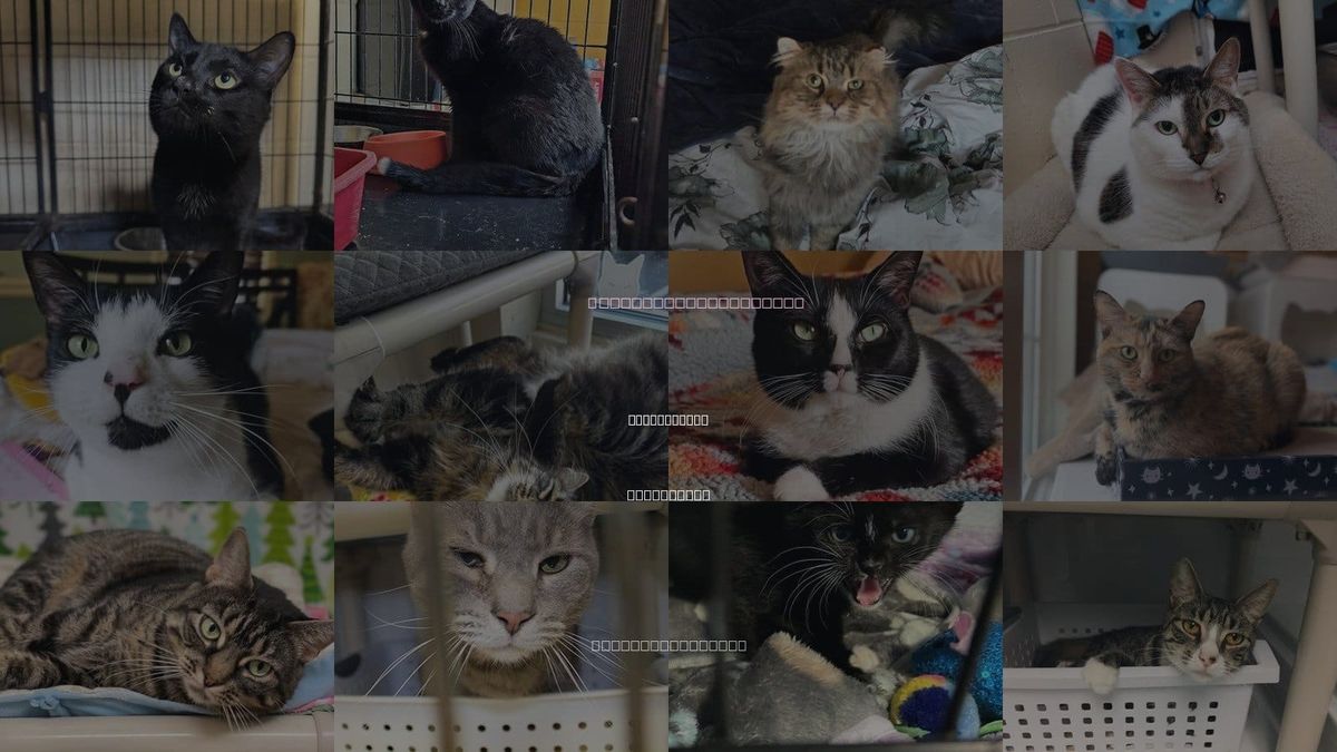 Cats for Adoption in Perth Amboy, New Jersey