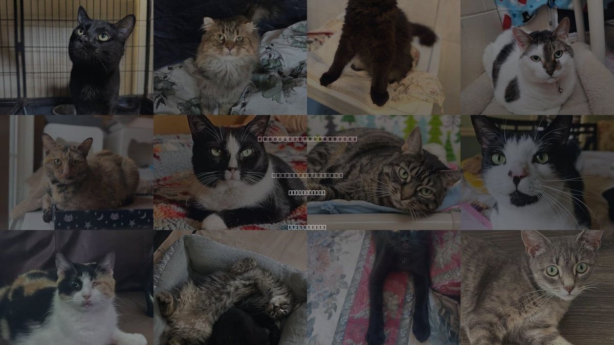 Cats for Adoption in Perth Amboy, New Jersey