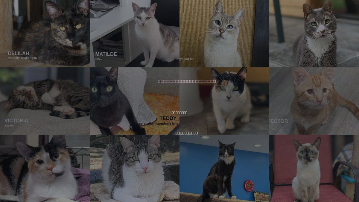 Cats for Adoption in Petaluma, California