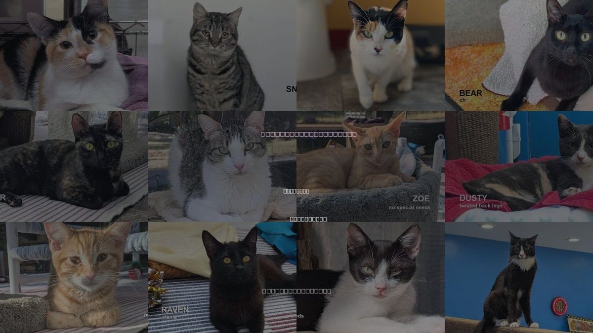 Cats for Adoption in Petaluma, California