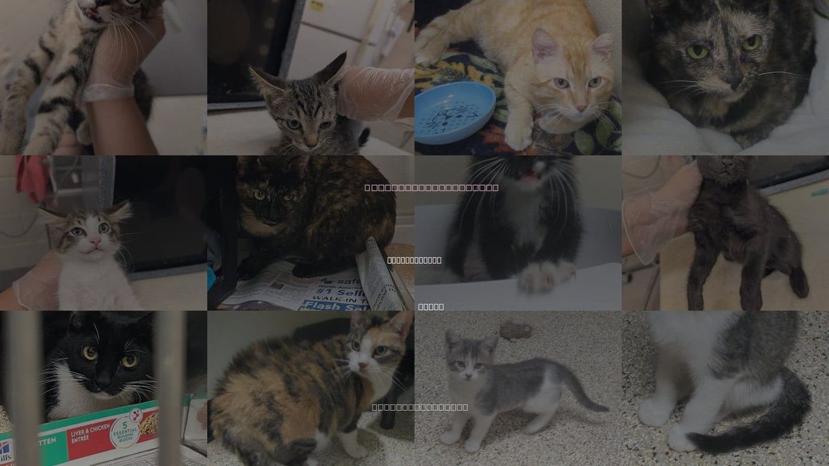 Cats for Adoption in Pflugerville, Texas