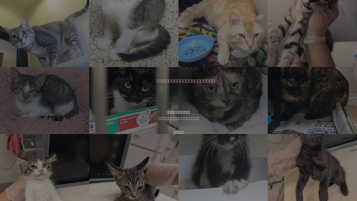 Cats for Adoption in Pflugerville, Texas