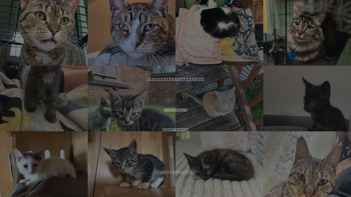 Cats for Adoption in Philadelphia, Pennsylvania