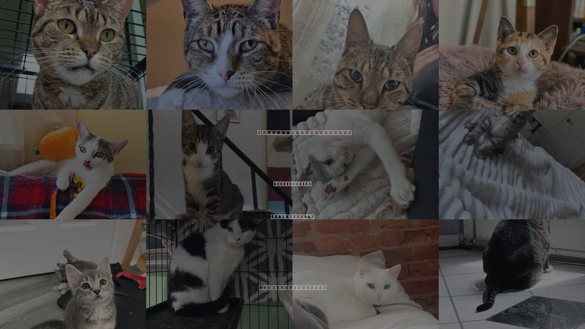Cats for Adoption in Philadelphia, Pennsylvania