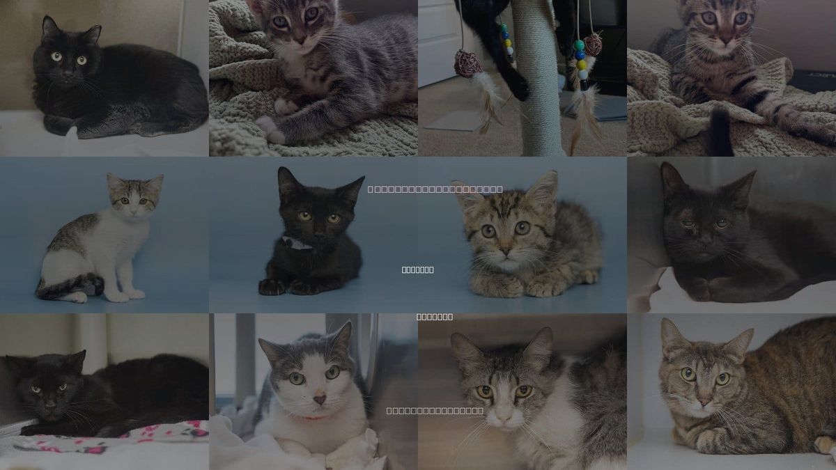 Cats for Adoption in Phoenix, Arizona