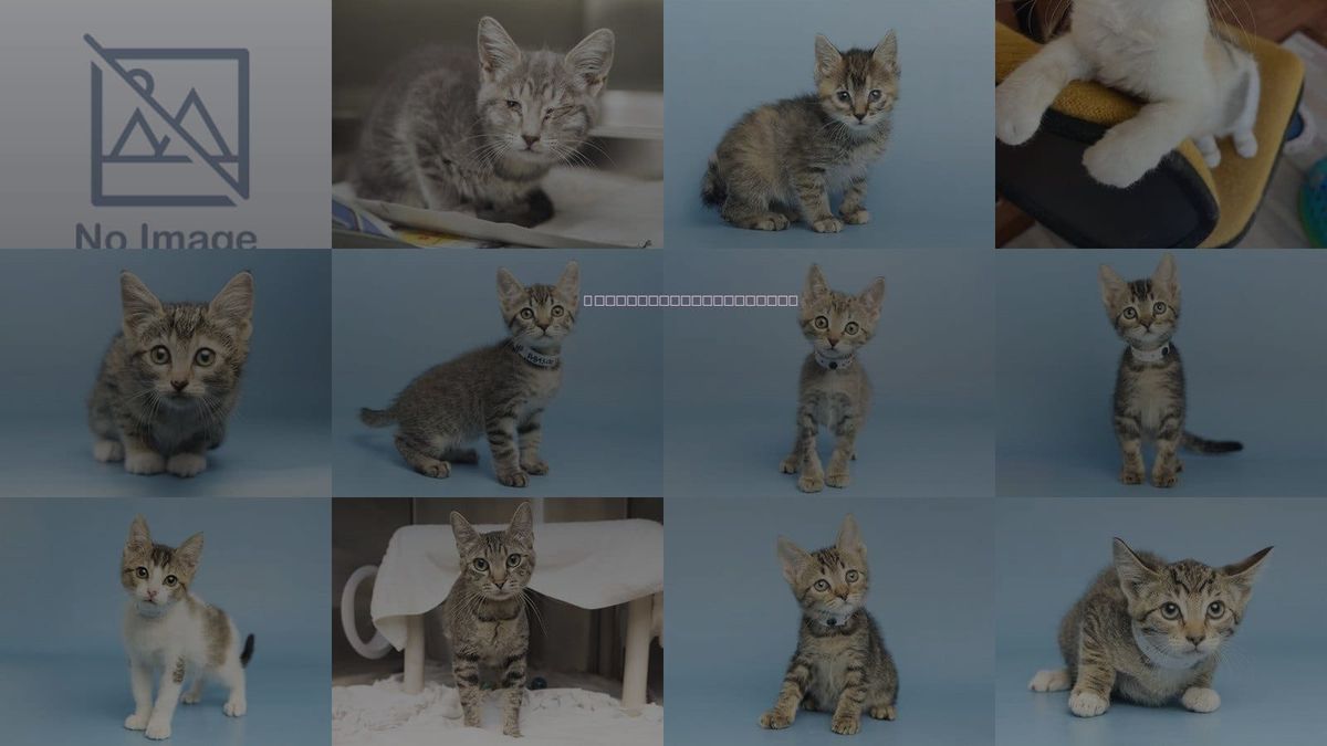 Cats for Adoption in Phoenix, Arizona