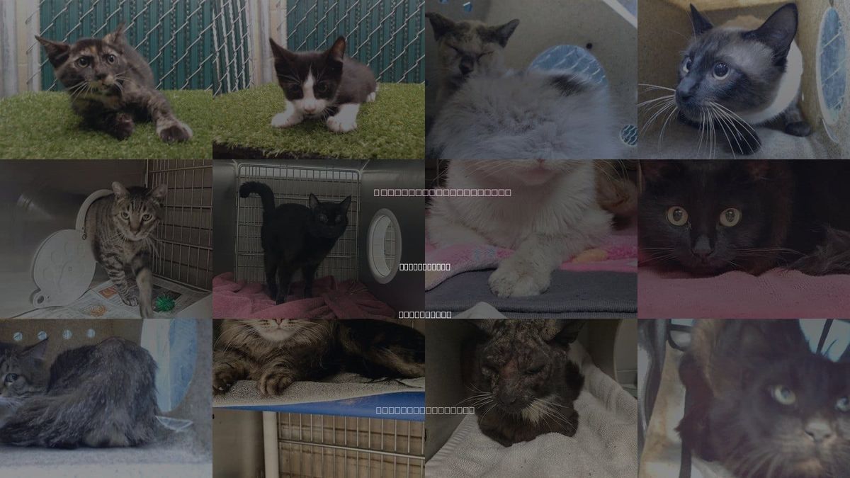Cats for Adoption in Pico Rivera, California