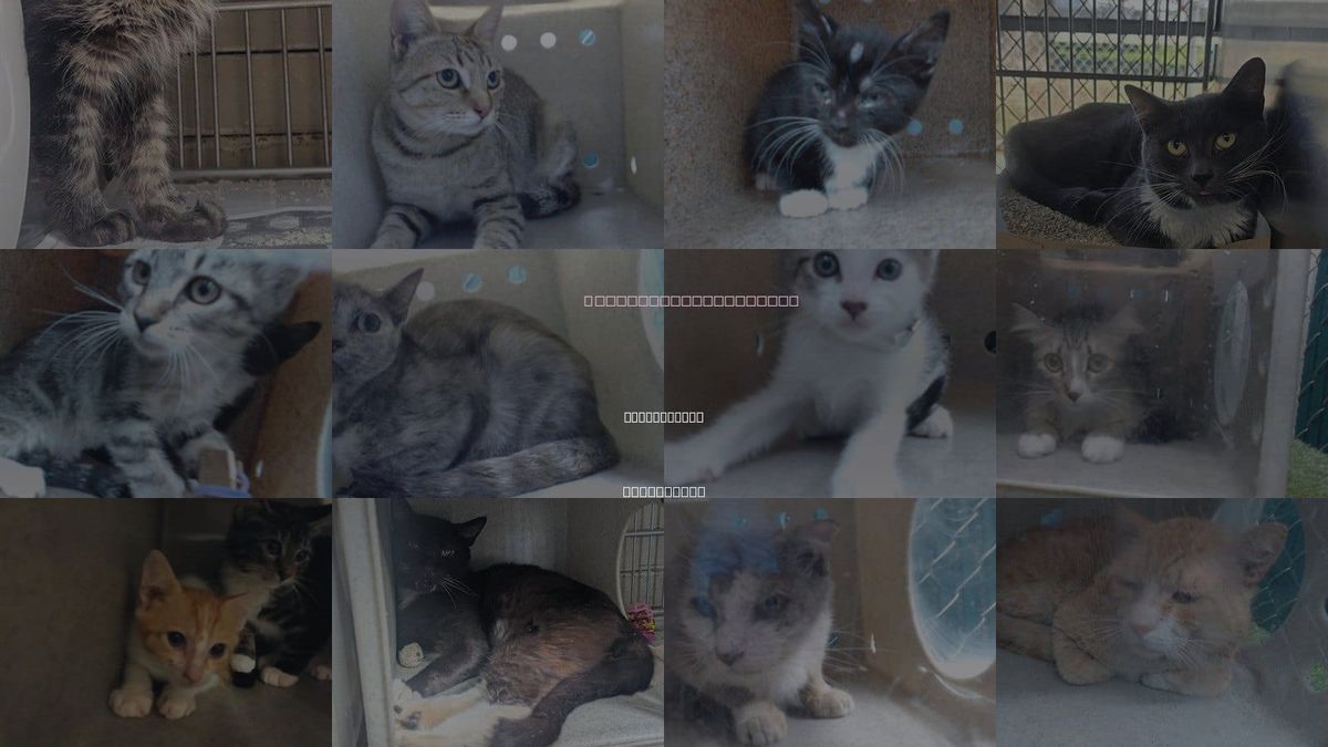 Cats for Adoption in Pico Rivera, California