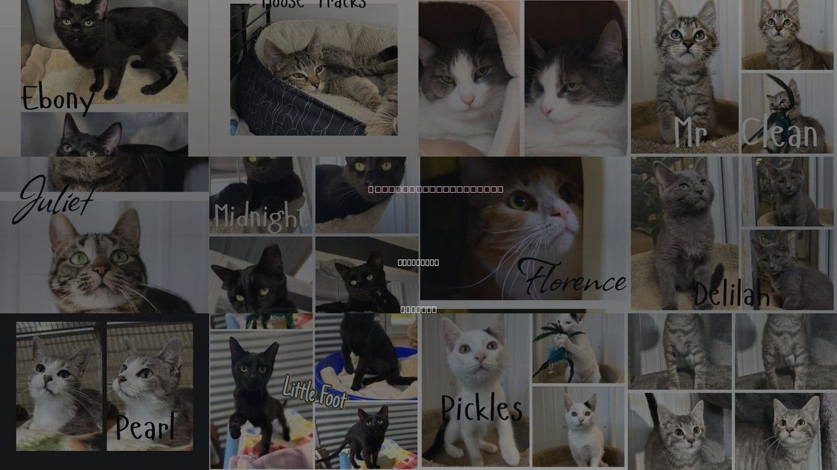 Cats for Adoption in Pierceton, Indiana