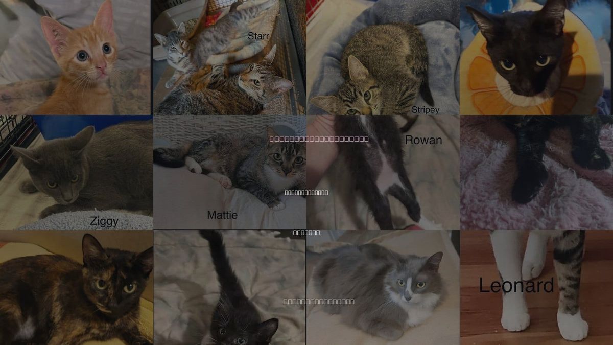 Cats for Adoption in Pinellas Park, Florida