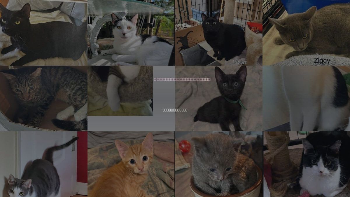 Cats for Adoption in Pinellas Park, Florida