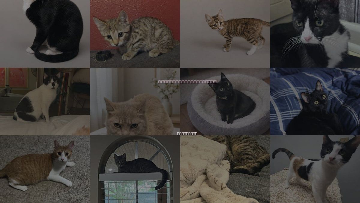 Cats for Adoption in Pineville, Louisiana