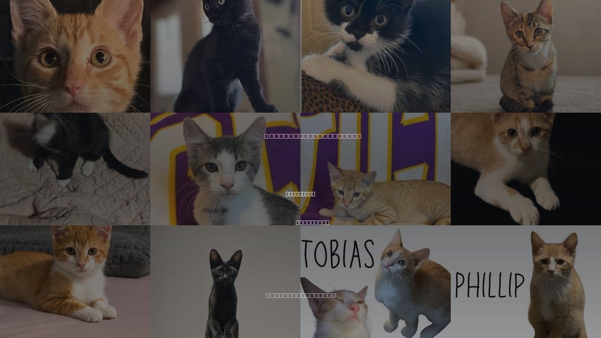 Cats for Adoption in Pineville, Louisiana