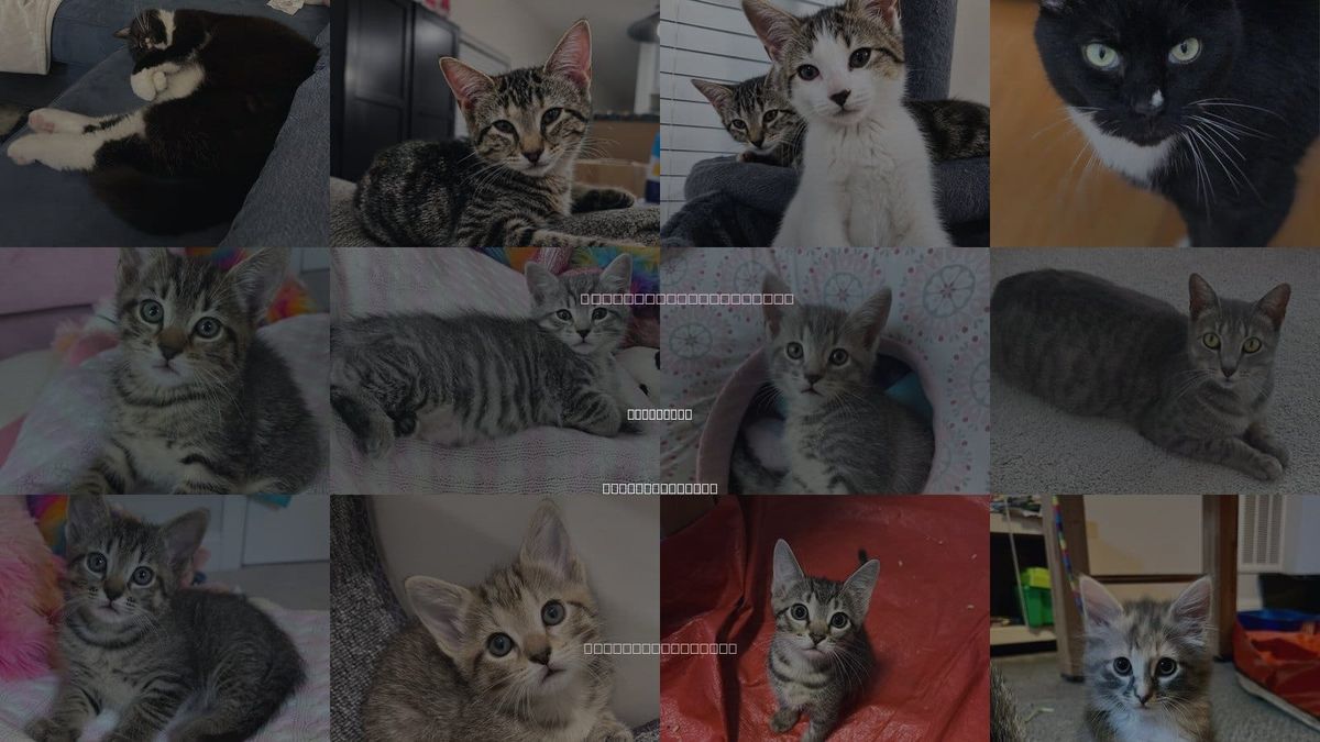 Cats for Adoption in Pittsboro, North Carolina