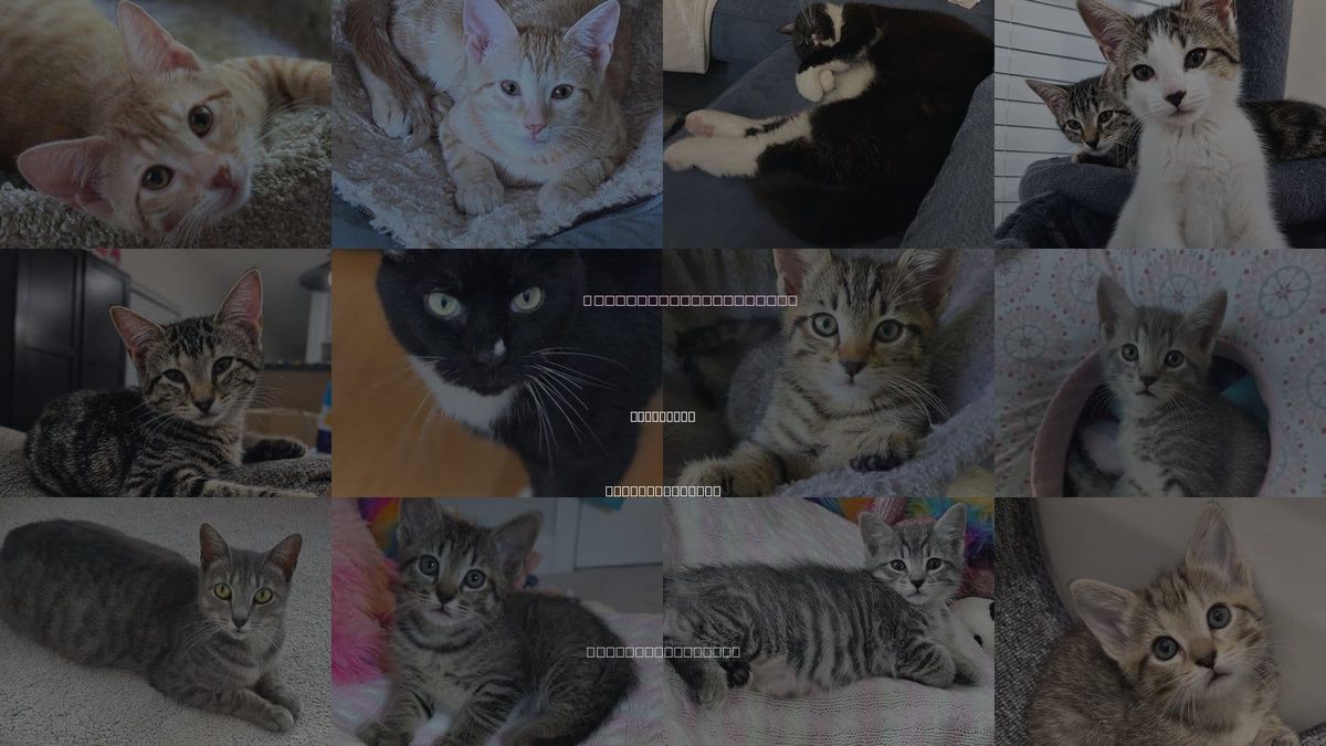 Cats for Adoption in Pittsboro, North Carolina