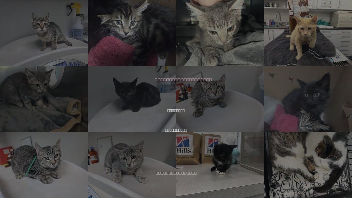 Cats for Adoption in Pittsburg, California