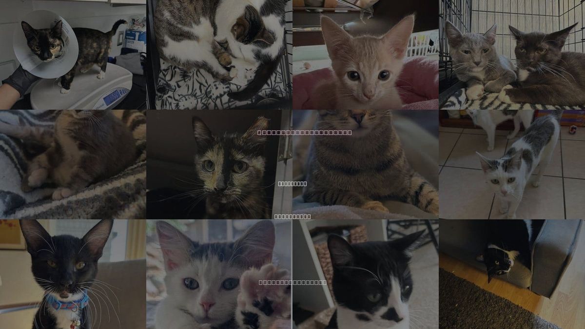 Cats for Adoption in Pittsburg, California