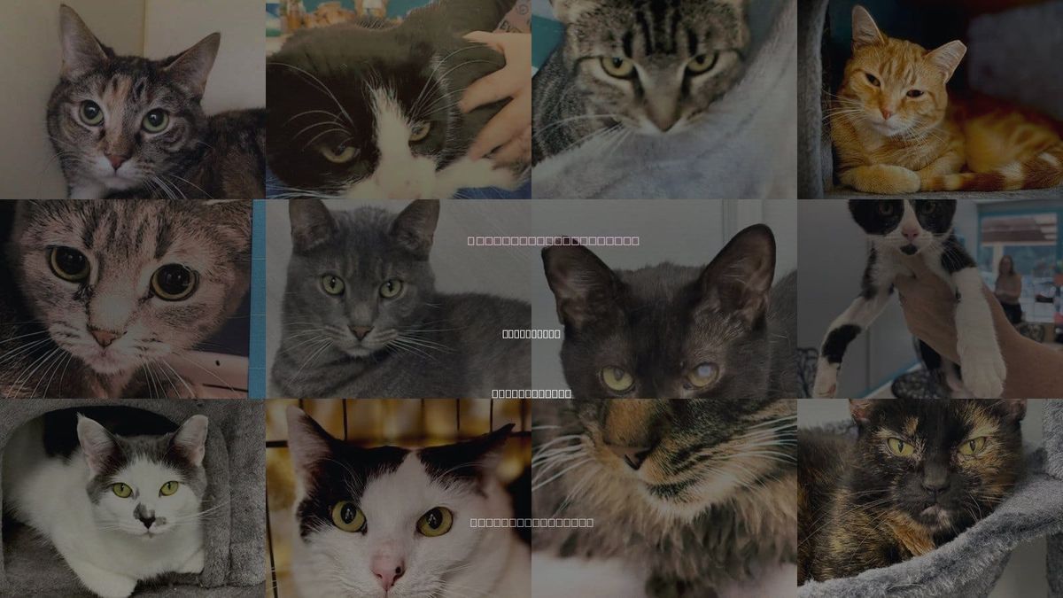 Cats for Adoption in Pittsburgh, Pennsylvania