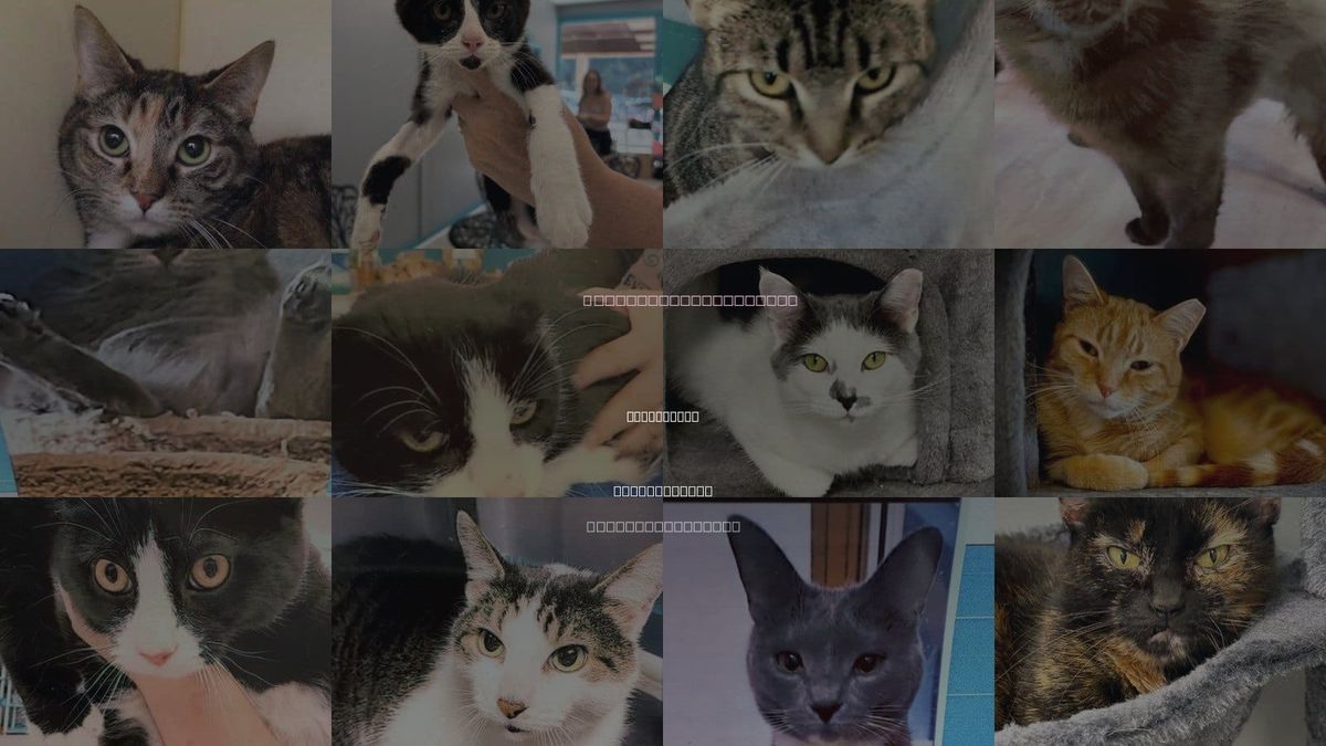 Cats for Adoption in Pittsburgh, Pennsylvania