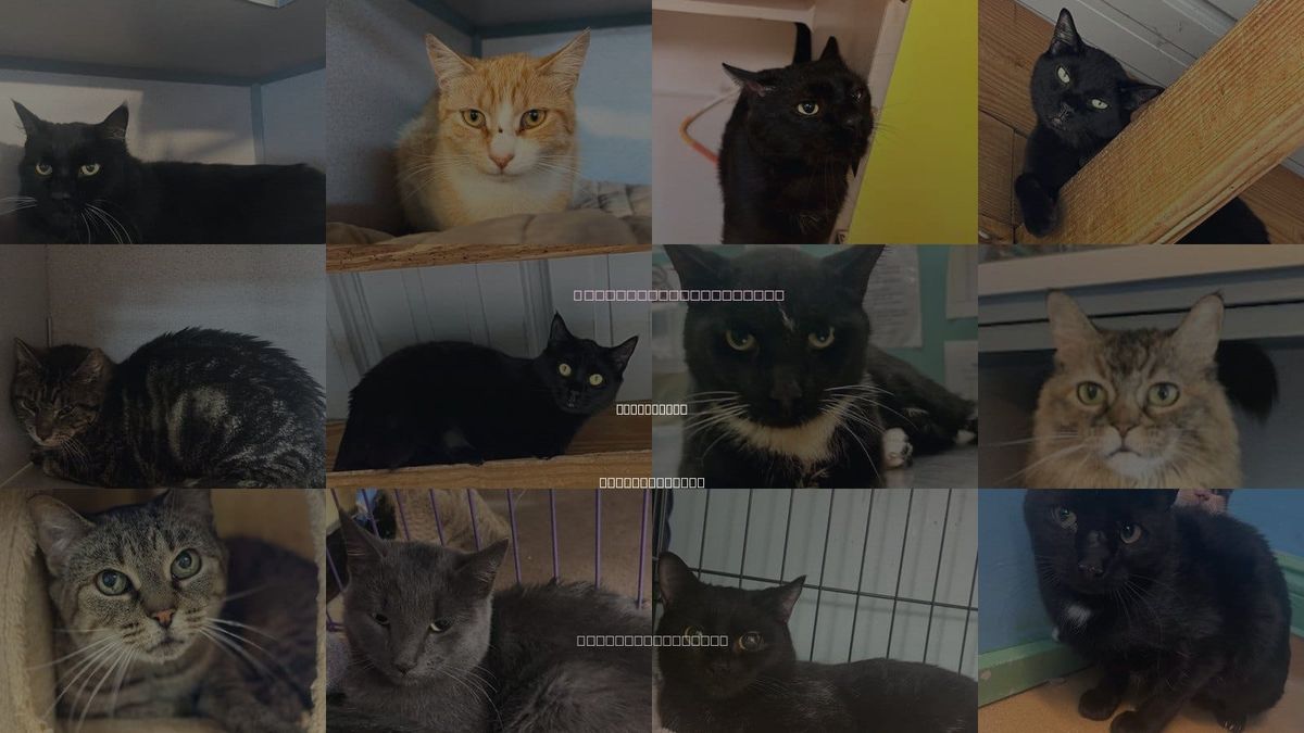 Cats for Adoption in Pittsfield, Massachusetts