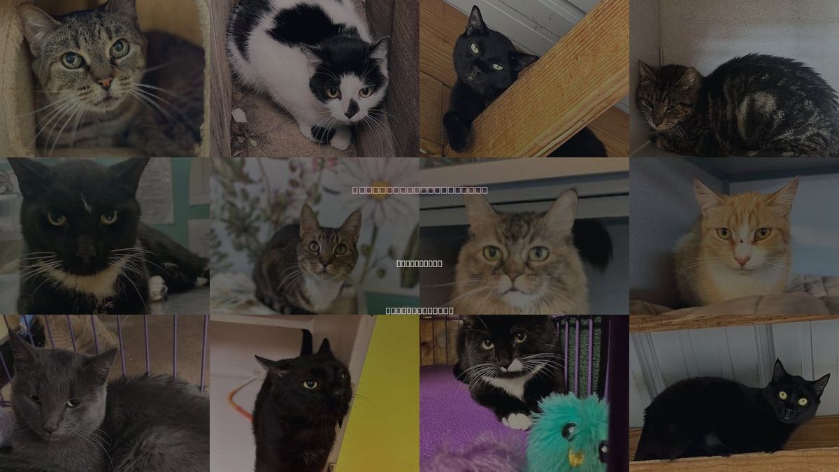 Cats for Adoption in Pittsfield, Massachusetts