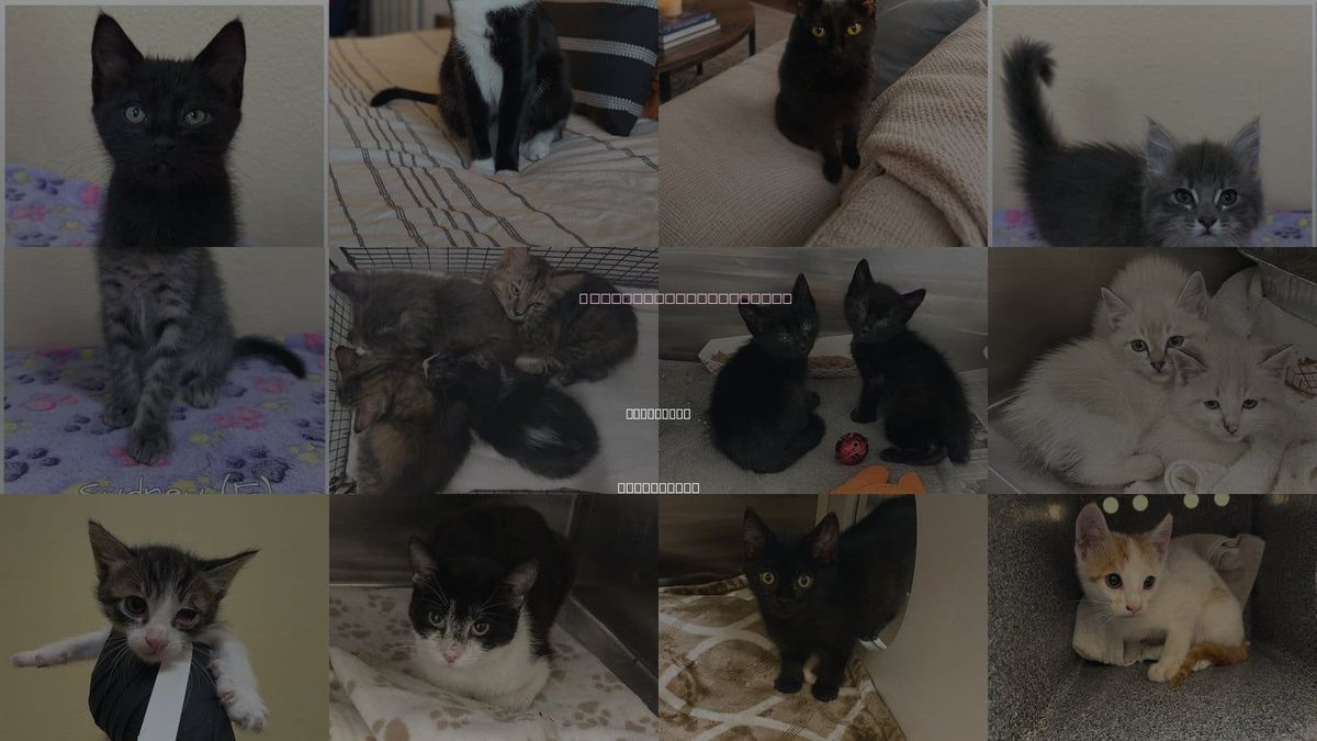 Cats for Adoption in Placentia, California