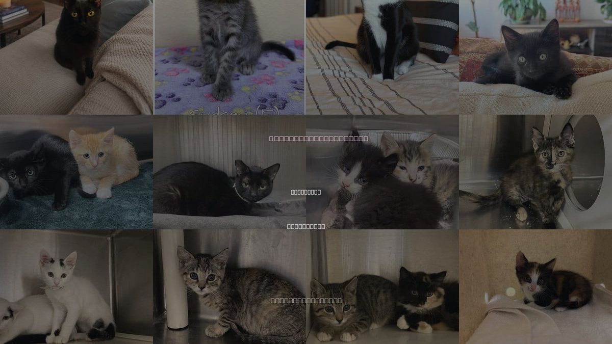 Cats for Adoption in Placentia, California
