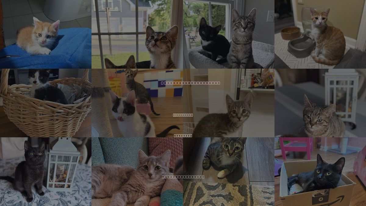 Cats for Adoption in Plainfield, Illinois