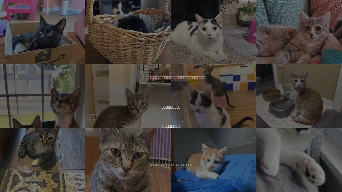 Cats for Adoption in Plainfield, Illinois