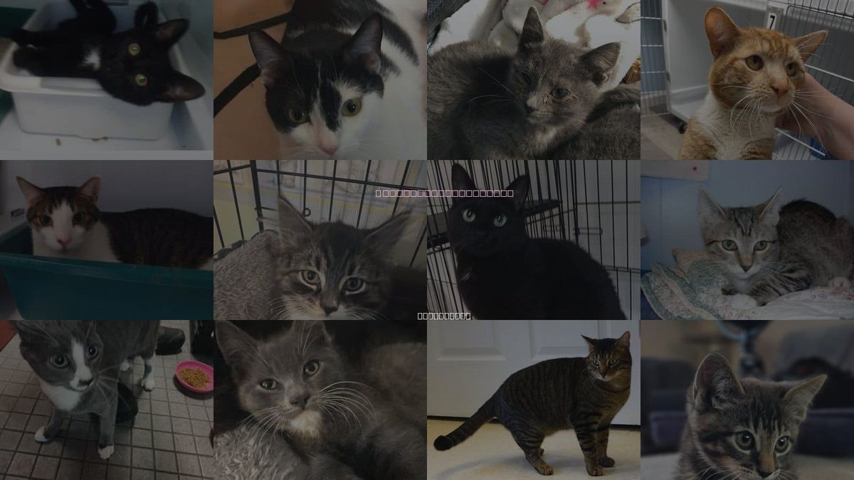 Cats for Adoption in Plainfield, New Jersey