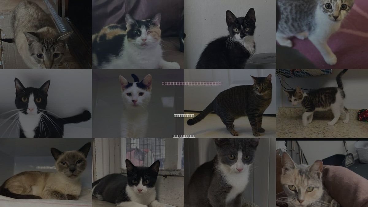 Cats for Adoption in Plainfield, New Jersey