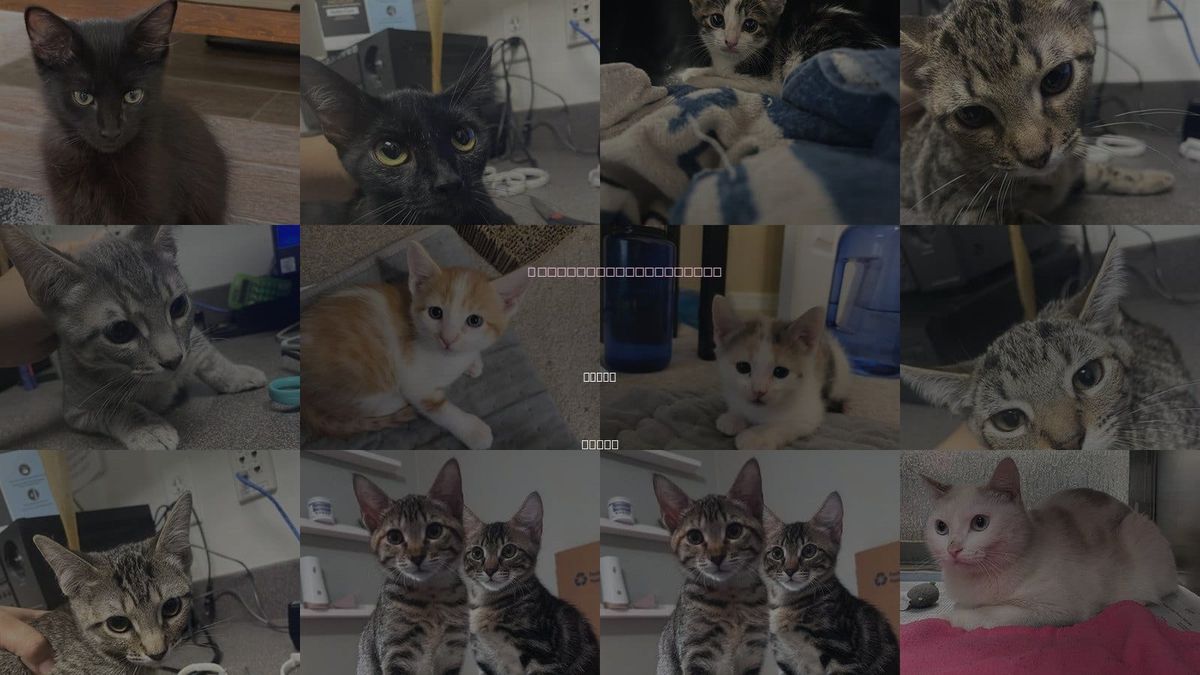 Cats for Adoption in Plano, Texas