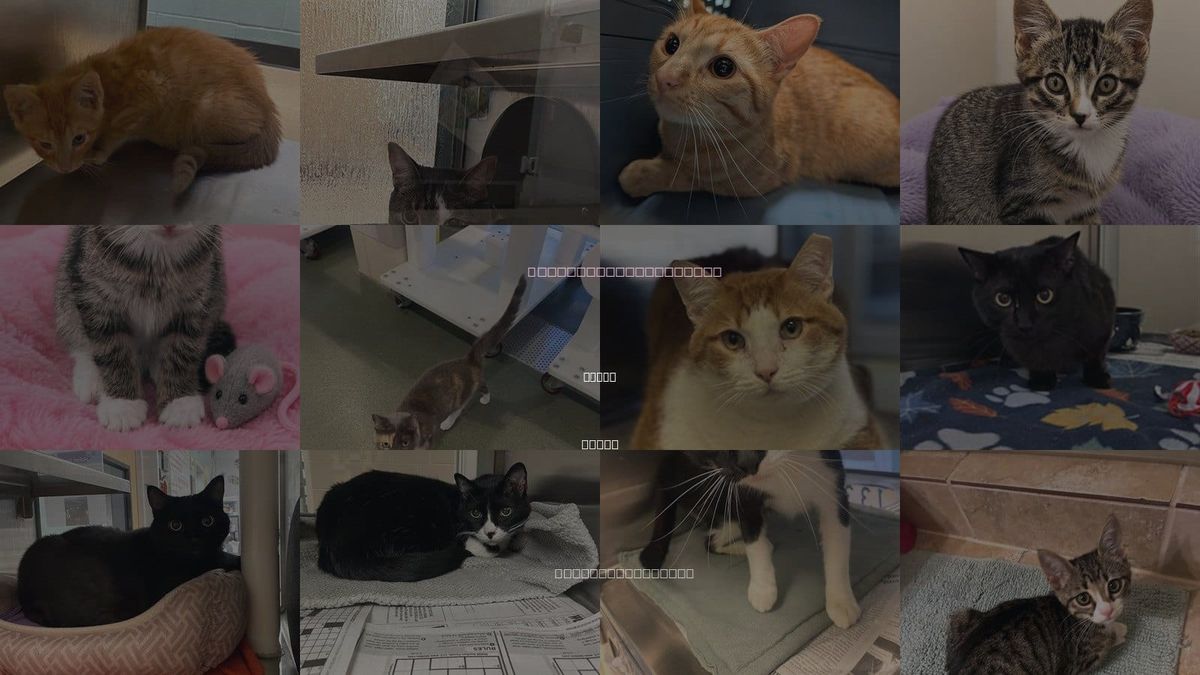 Cats for Adoption in Plano, Texas