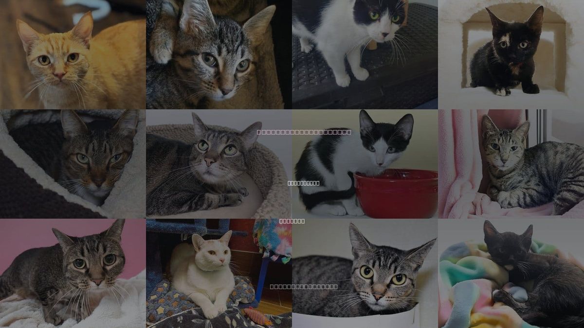 Cats for Adoption in Plantation, Florida