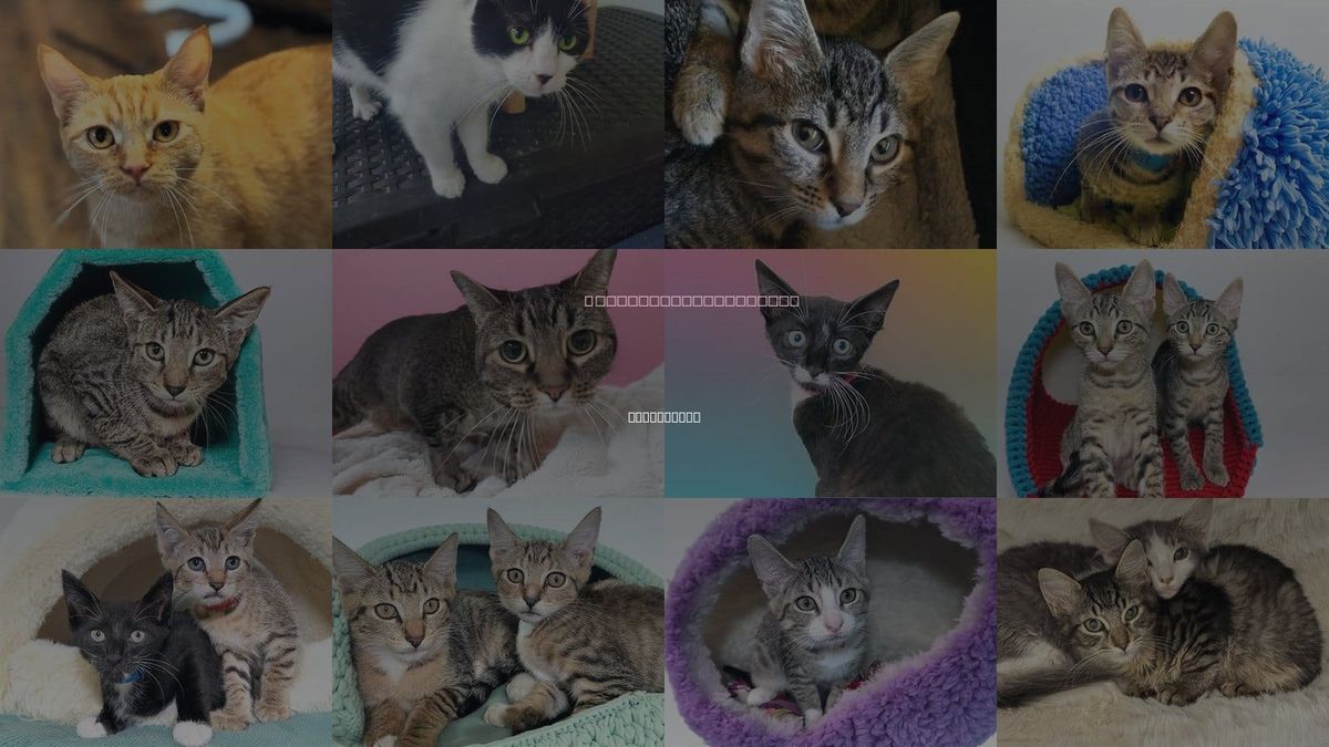 Cats for Adoption in Plantation, Florida