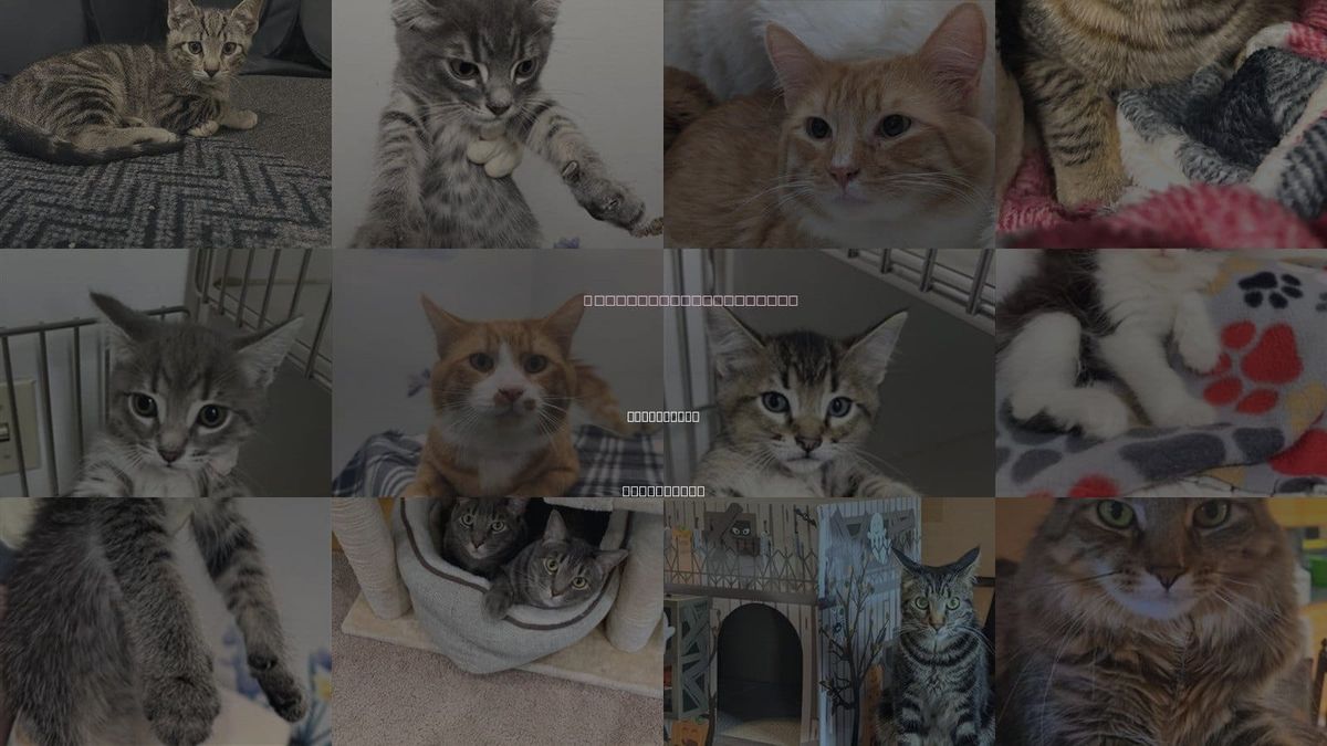 Cats for Adoption in Pleasanton, California
