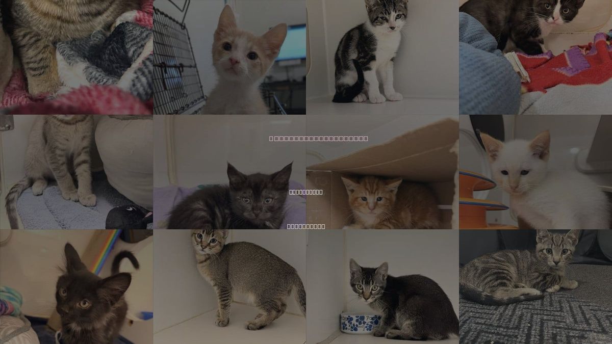 Cats for Adoption in Pleasanton, California