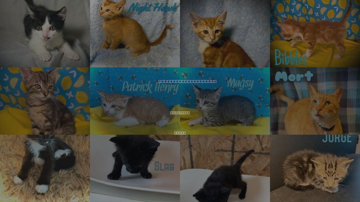 Cats for Adoption in Pleasanton, Texas