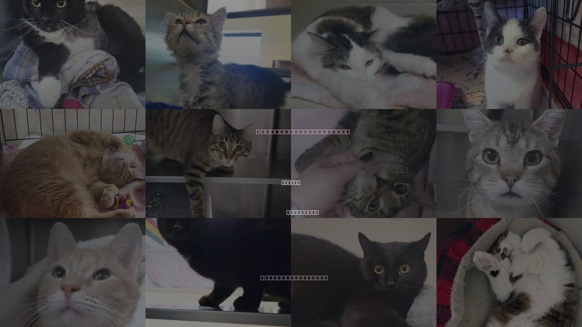 Cats for Adoption in Plover, Wisconsin