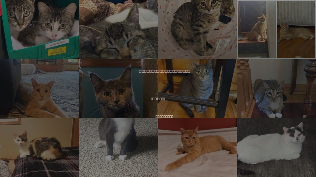 Cats for Adoption in Plymouth, Minnesota
