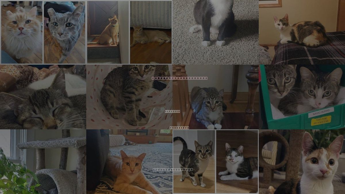 Cats for Adoption in Plymouth, Minnesota