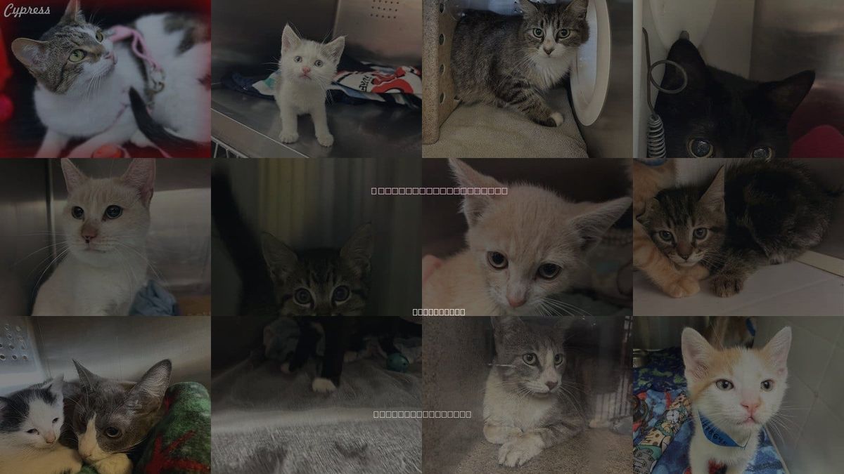 Cats for Adoption in Pomona, California