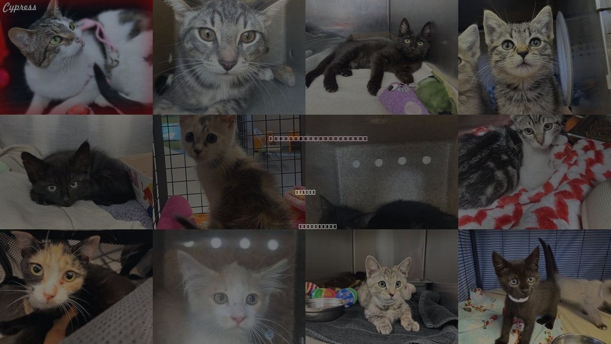 Cats for Adoption in Pomona, California