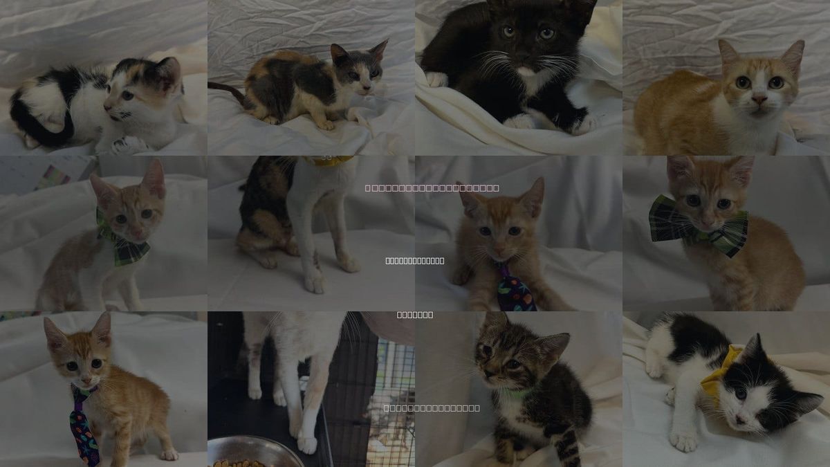 Cats for Adoption in Pompano Beach, Florida