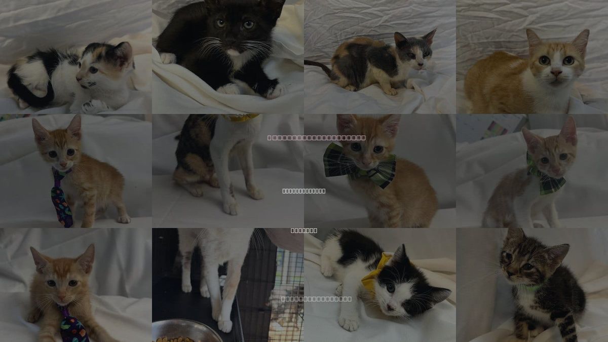 Cats for Adoption in Pompano Beach, Florida