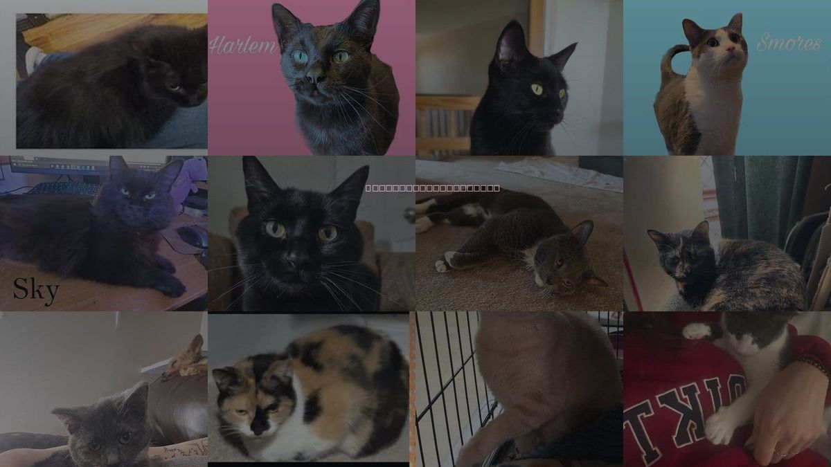 Cats for Adoption in Pontiac, Michigan