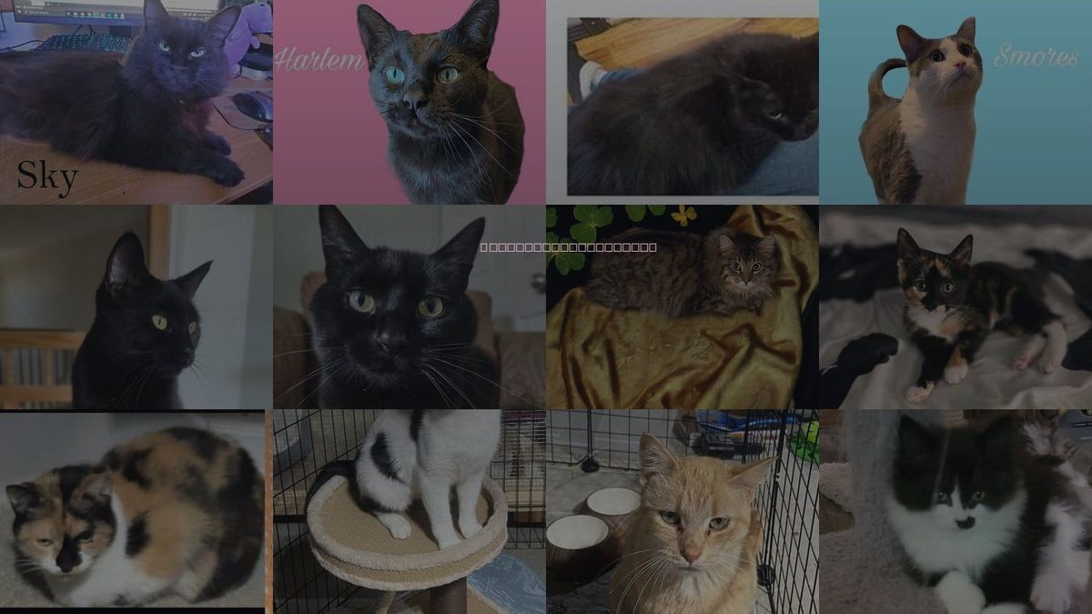 Cats for Adoption in Pontiac, Michigan