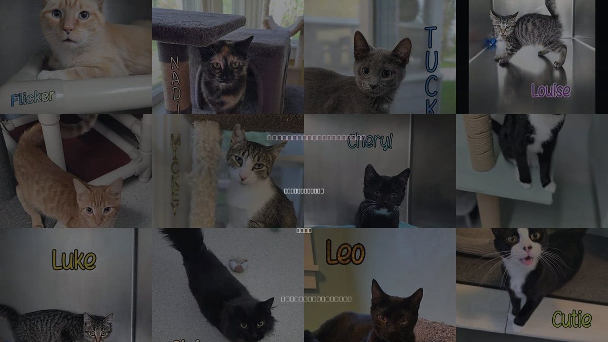 Cats for Adoption in Port Clinton, Ohio
